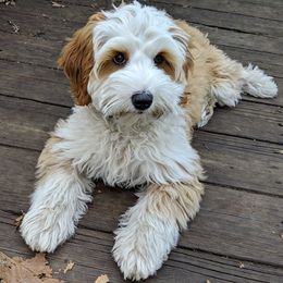 Australian Labradoodle Puppies from Mandevilla Labradoodles