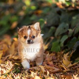 Chihuahua Puppies from Toyville Chihuahuas