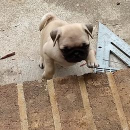 Pug Puppies from Sweetie Pie Pugs