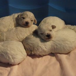 Bichon Frise Puppies from Destiny Bichons