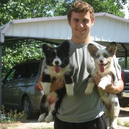 Cardigan Welsh Corgi Puppies from Woodrose Farm