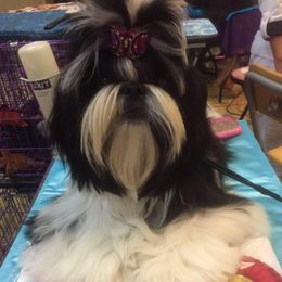 Palaquin breeder of Shih Tzu