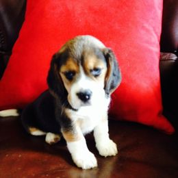Beagle Puppies from Happy Hounds Kennel