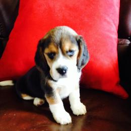 Beagle Puppies from Happy Hounds Kennel