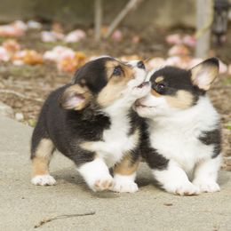 Pembroke Welsh Corgi Puppies from Half Hitch Corgis