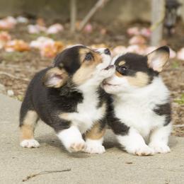 Pembroke Welsh Corgi Puppies from Half Hitch Corgis