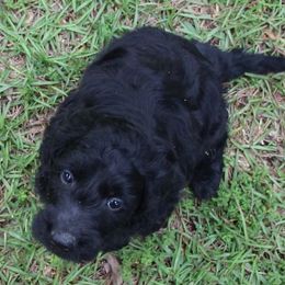 Amber Moon Goldendoodles breeder of Goldendoodle