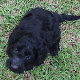 Amber Moon Goldendoodles breeder of Goldendoodle