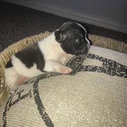 French Bulldog Puppies from Bouledogue Royal
