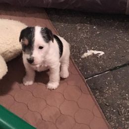 Jack Russell Terrier Puppies from Rock Chalk Terriers