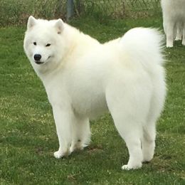  All Grown Up from El Samoyeds