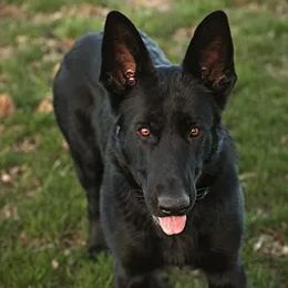 Raven - German Shepherd