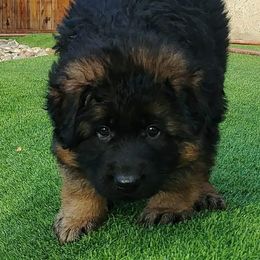 German Shepherd Puppies from vom Glock