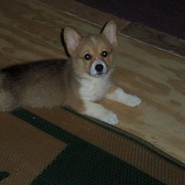 Pembroke Welsh Corgi Puppies from Nistler's Farm Corgis