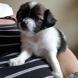 German Shepherd and Papillon Puppies from AZSunshine K9's