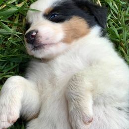 Blue Moon Mini Aussies breeder of 