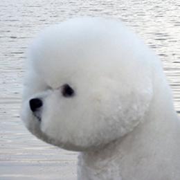 Charley - Bichon Frise
