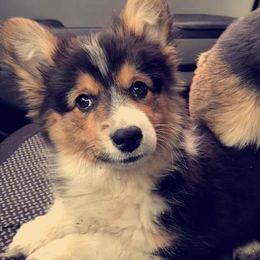 Pembroke Welsh Corgi Puppies from McFadden's Corgis
