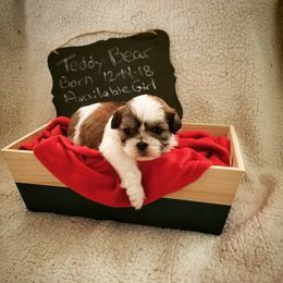 Shichon and Aussiedoodle Puppies from PTK Ranch
