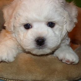 Bichon Frise Puppies from Belamour Bichons
