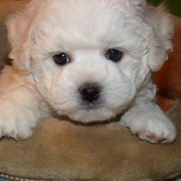 Bichon Frise Puppies from Belamour Bichons
