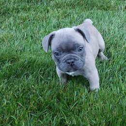French Bulldog Puppies from Emerald City Blue Frenchies