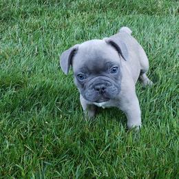French Bulldog Puppies from Emerald City Blue Frenchies