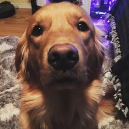 Columbia River Goldens breeder of Golden Retriever