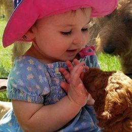 Goldendoodle Puppies from Wisconsin Doodle Dog (of La Crosse)