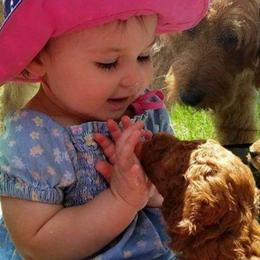 Goldendoodle Puppies from Wisconsin Doodle Dog (of La Crosse)