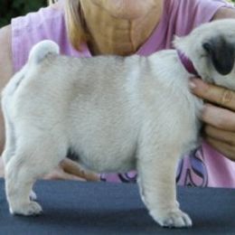 Pug Puppies from Mountain Aire Pugs