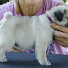 Pug Puppies from Mountain Aire Pugs
