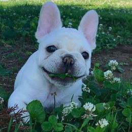 Gertrude - French Bulldog