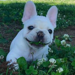 Gertrude - French Bulldog