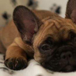 English Bulldog and French Bulldog Puppies from ClayBulldogs