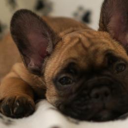 English Bulldog and French Bulldog Puppies from ClayBulldogs