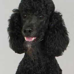 Roscoe - Standard Poodle