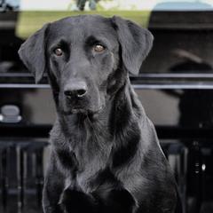 Tucker - Labrador Retriever
