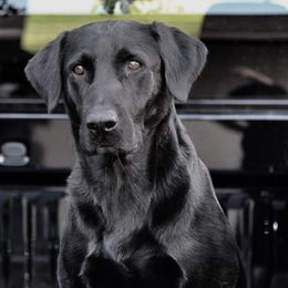 Tucker - Labrador Retriever