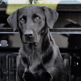 Tucker - Labrador Retriever