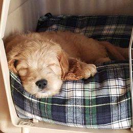Australian Labradoodle Puppies from Lake Breeze Labradoodles