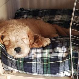 Australian Labradoodle Puppies from Lake Breeze Labradoodles