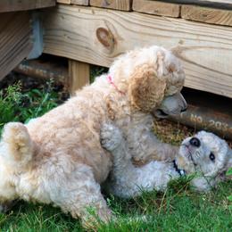 Poodle Puppies from It's A Poodle Parti