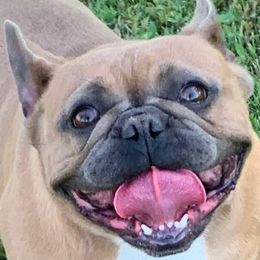 Sahara - French Bulldog