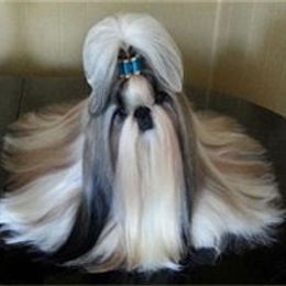 I Kissed A Girl - Shih Tzu