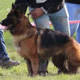 Libbey  - German Shepherd