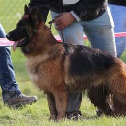 Libbey  - German Shepherd