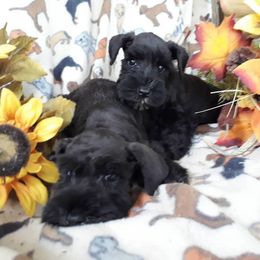 Golden Retriever and Miniature Schnauzer Puppies from Mervar Kennel