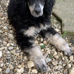 Poodle Puppies from Cosmic Caliber Standard Poodles