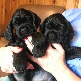 Cocker Spaniel Puppies from Ashwood Cockers